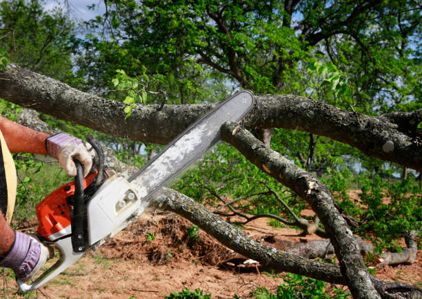  Gibson, AR Tree Service Pros